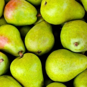 Anjou Pear