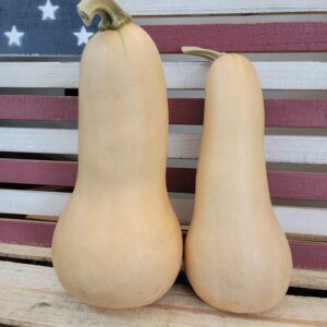 Squash Butternut