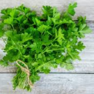 Cilantro