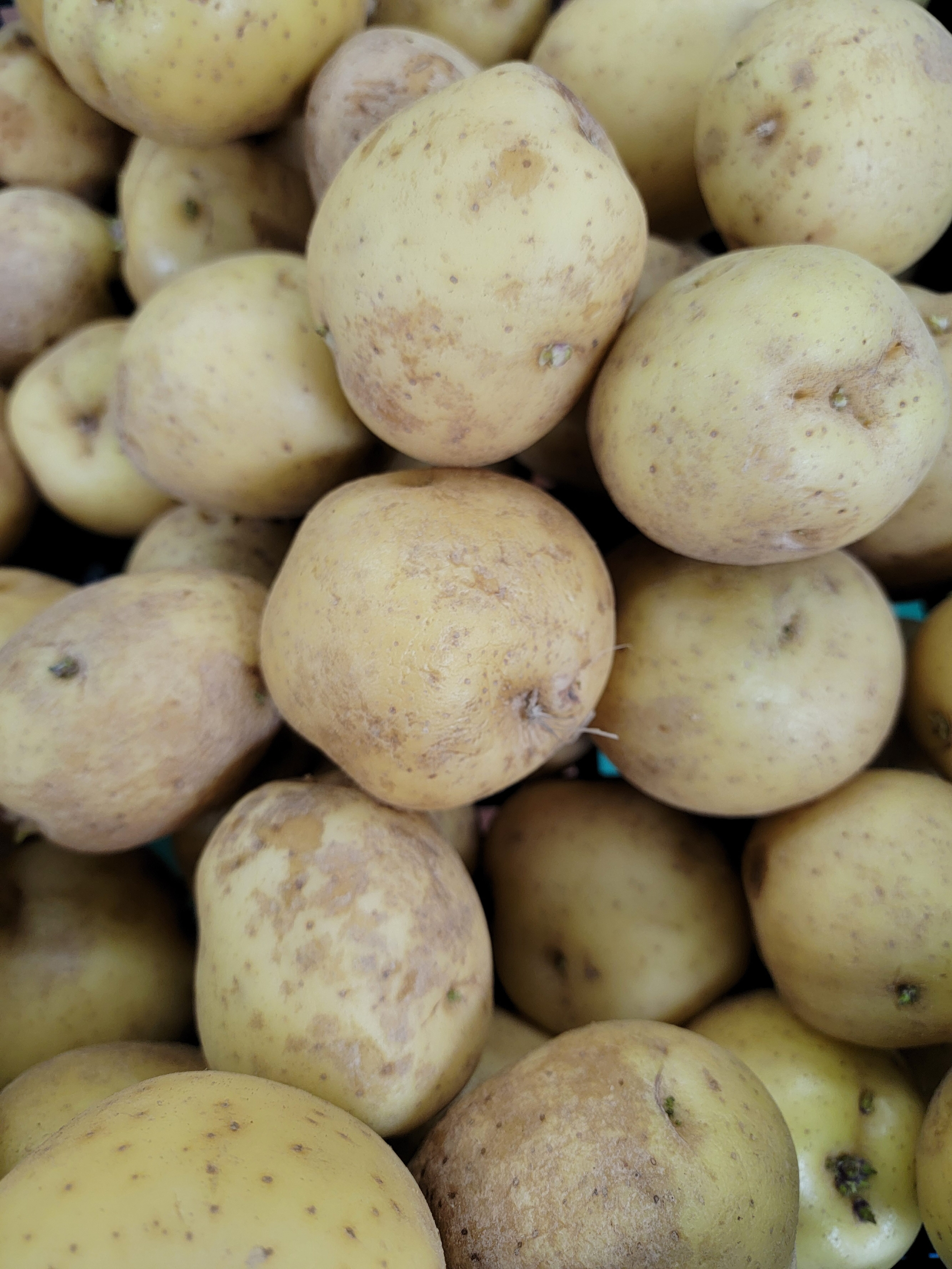 Potatoes - gold