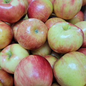 Apples Honeycrisp
