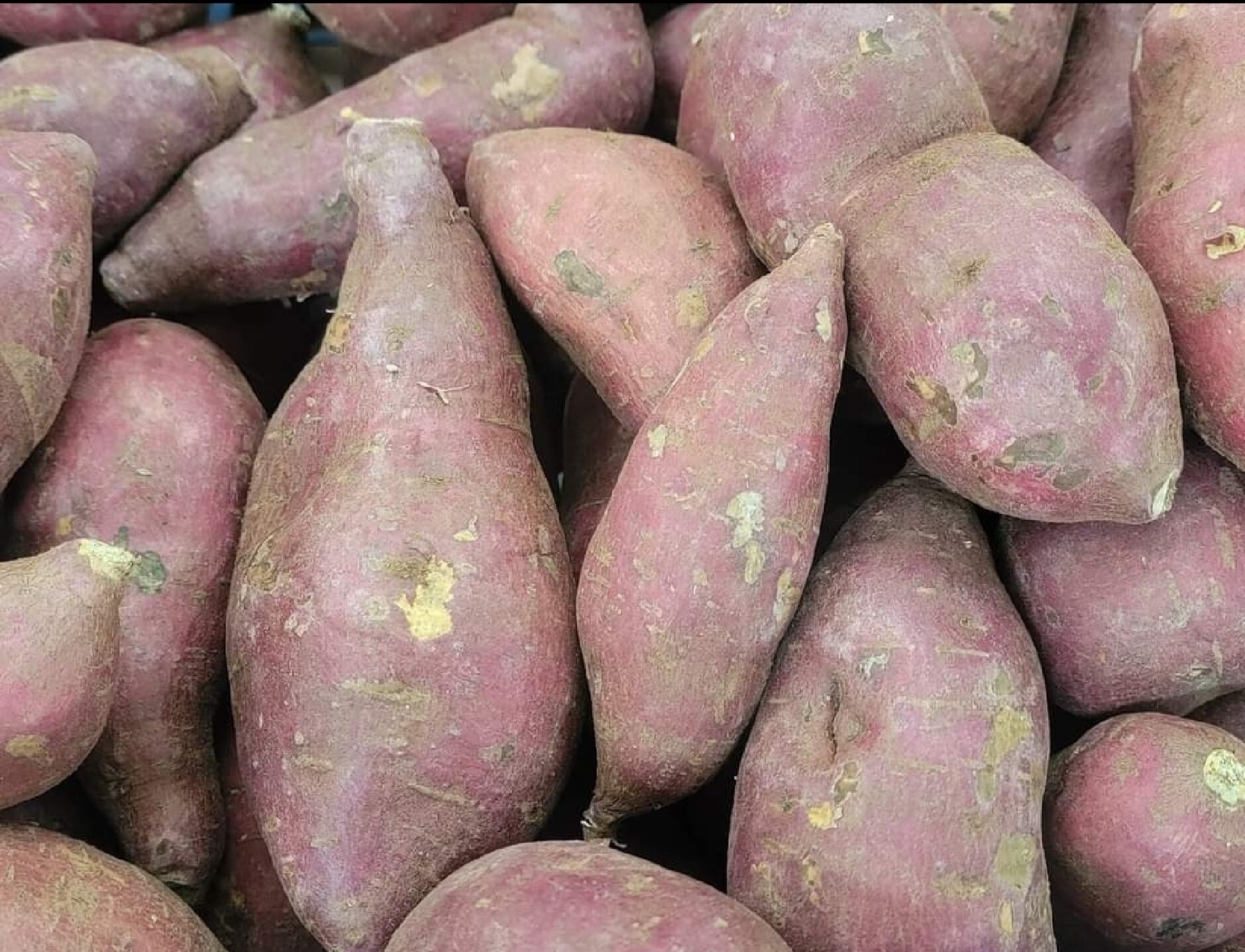 Japanese Sweet Potato