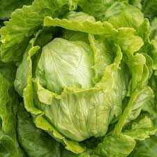 Lettuce Iceberg- cello