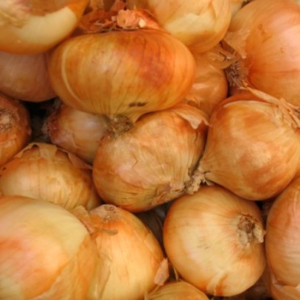 Vidalia Onion