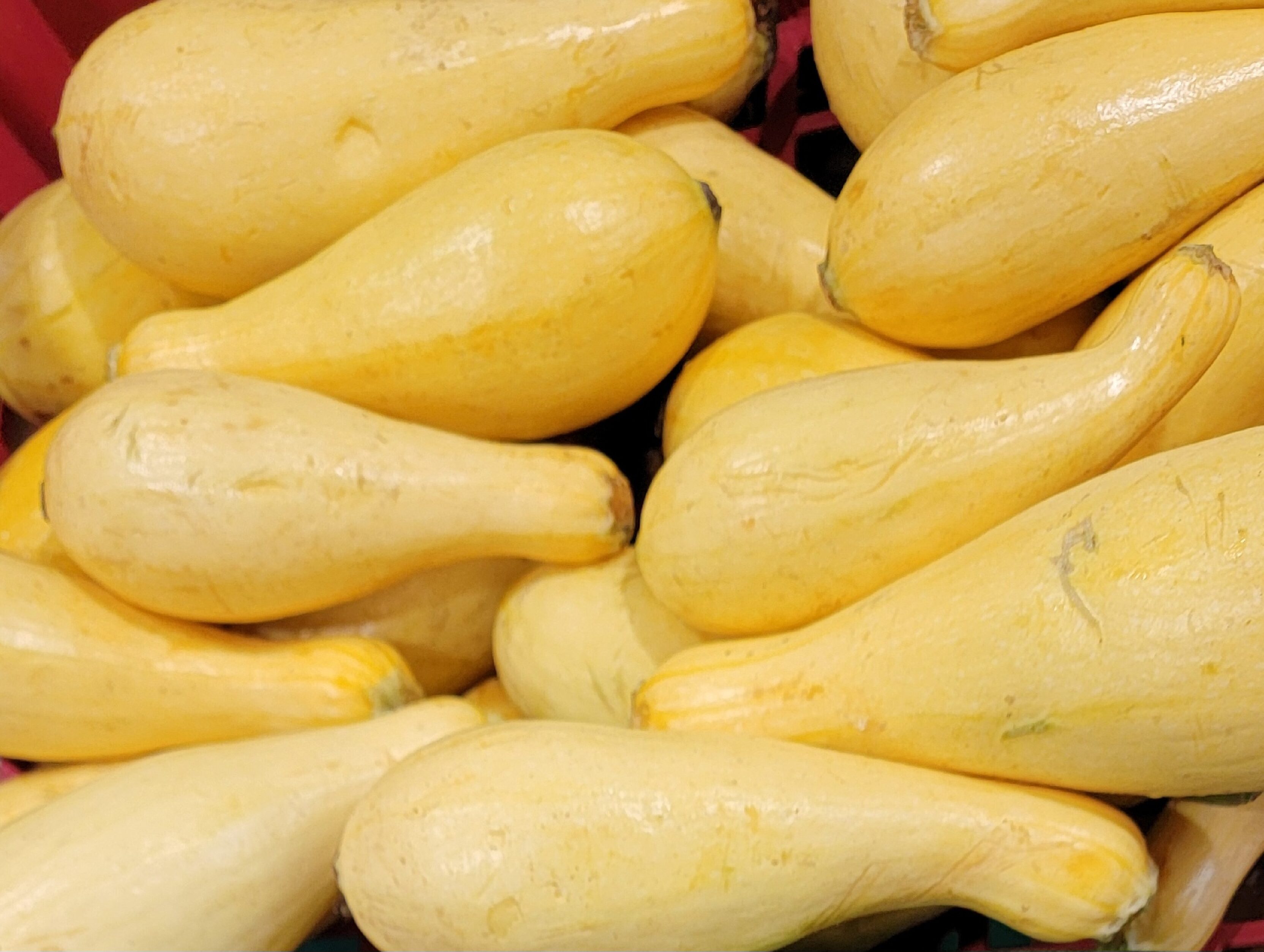 Squash Yellow