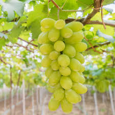 Grapes Green