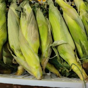 Silver Queen Corn